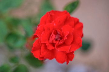 Rose flower