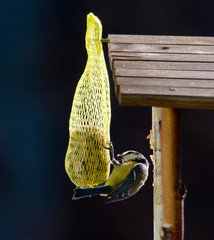 Great Tit (Parus major) feeding on a fat ball