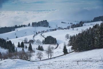 black forest scenery