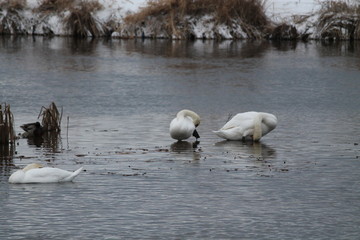 birds dacing in snow 