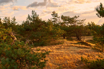 .Abend am Darßer Ort an der Ostsee in der Kernzone des Nationalpark Vorpommersche Boddenlandschaft am Darßer Weststrand, Mecklenburg Vorpommern, Deutschland.