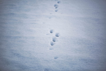 Traces of the beast in the snow. Frosty texture. Winter background. 