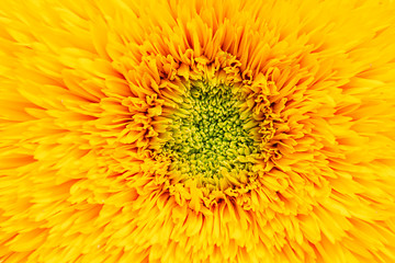 Sunflowers or Helianthus annuus in garden.