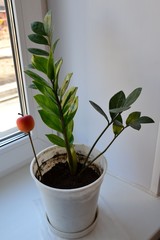 The interior of the sill with a peach on a stick