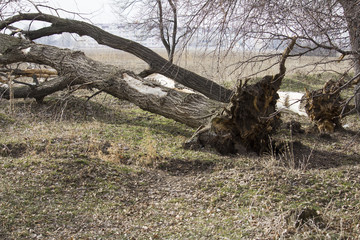 Roots of an uprooted tree