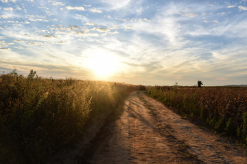 Fototapeta na wymiar The sunrises in a morning at the corn field.