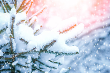 beautiful Christmas tree branch in winter on nature in the park background