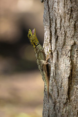 Lizard