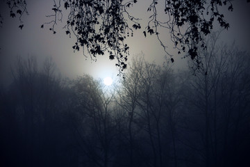 foggy winter morning - trees