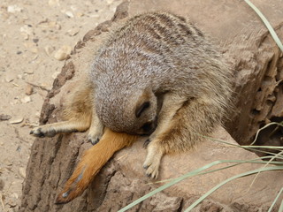 Sleepy Meerkat