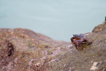 Small crabs crawling on the rocks on shore. Coral reef wildlife