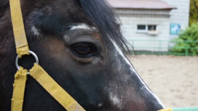Portrait of a horse close up. The horse in the bridle looks into the distance.