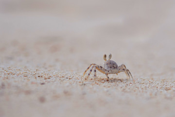 Tiny crab living in the sand. Coral reef wildlife