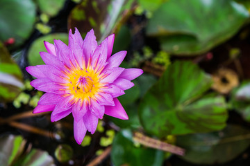 Lotus in swamp