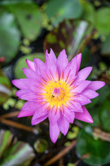 Lotus in swamp