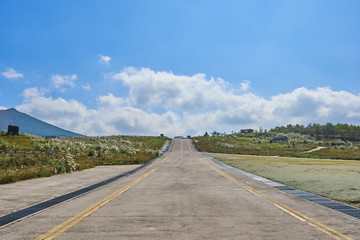 A road with flame grasses on both side, heading towards the Oreum at Jeju island, South Korea