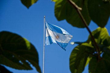 Agentinian flag / view between green leaves