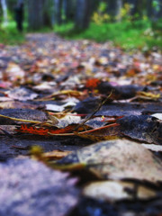 autumn leaves in the forest 