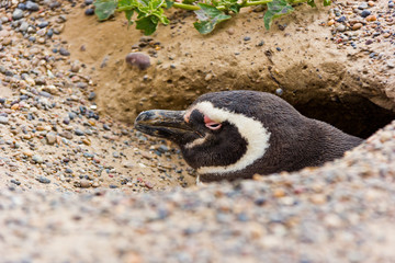 Fototapeta premium Humbold penguin profile 