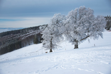 Fototapeta na wymiar snow landscape in the German black forest