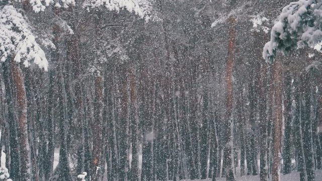 Snowfall in Winter Pine Forest with Snowy Christmas Trees. Slow Motion in 180 fps. Snow falling and covered fir trees on a winter day. Winter background. Snow comes in the Christmas forest.