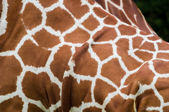 Haut von Giraffe mit braun weißen Muster. Karoförmige Muster auf der Haut einer Giraffe.