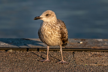 seagull - herring gull young bird - close-up