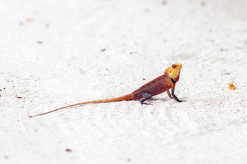 little colored lizard on the sand, wildlife