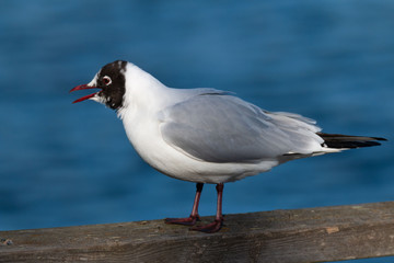 black-headed gull spring portrait