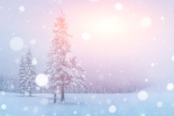 Mysterious landscape majestic mountains in winter. Magical snow covered tree. Photo greeting card. Bokeh light effect, soft filter. Carpathian Ukraine Europe
