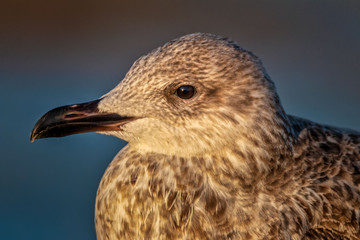 seagull - herring gull close-up portrait