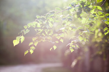 tender green branch in the sunlight, symbol of spring, nature blooms