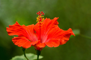 Roter Hibiskus blüht im Sommer. Blütenstempel von roter blühenden Hibiskus Blume.     © Maglido-Photography