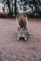 Ardillas en el Hyde Park, Londres.