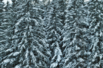 Winter Wonderland