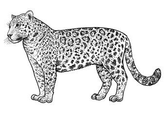 Jaguar illustration, drawing, engraving, ink, line art, vector