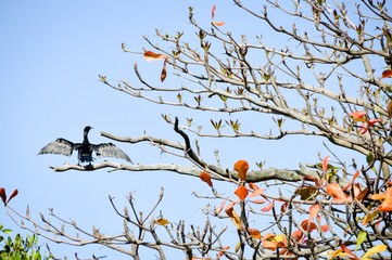 birds on branch