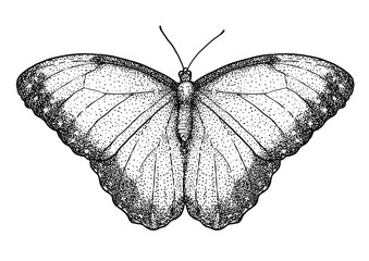 Quetzal illustration, drawing, engraving, ink, line art, vector