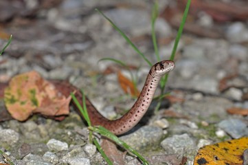 Dekay's Brown snake curious and inquisitive