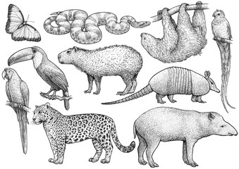South American animal collection, illustration, drawing, engraving, ink, line art, vector