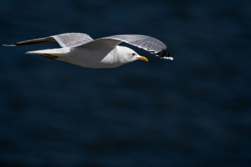 common gull - seagull flying gracefully