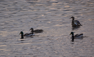 Four ducks in silver water