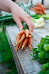 Woman with fresh organic carrots and green herbs on old wooden table in the garden. Organic food, gardening and harvest concept