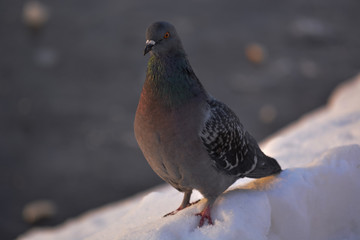 pigeon on the snow