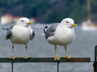 a couple of common gull - seagull standing on rail