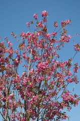 Sakura cherry blossoms in the spring against the blue sky