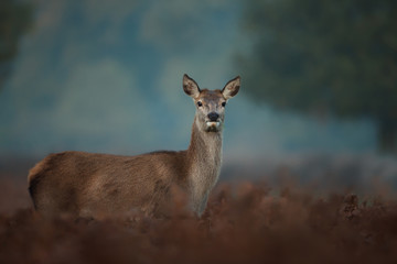 Close up of a Red deer hind in fog