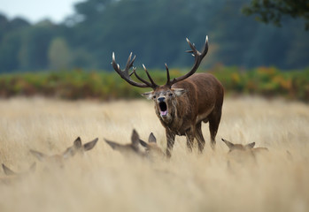 Red Deer stag bellowing among a group of hinds