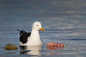 Lesser black-backed gull  in the baltic ocean