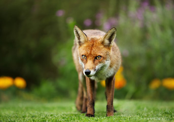 Red fox in the garden with flowers